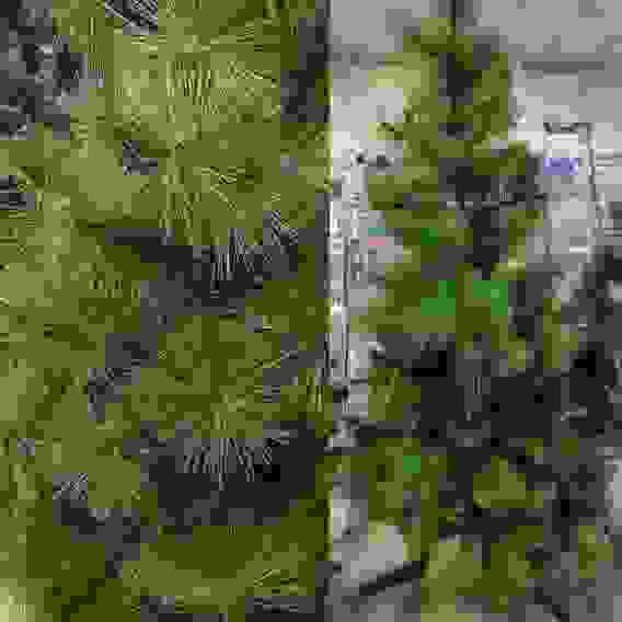 Елка искусственная \"Кедр Антон\" - 180 (10 рядов, 171 веточка)