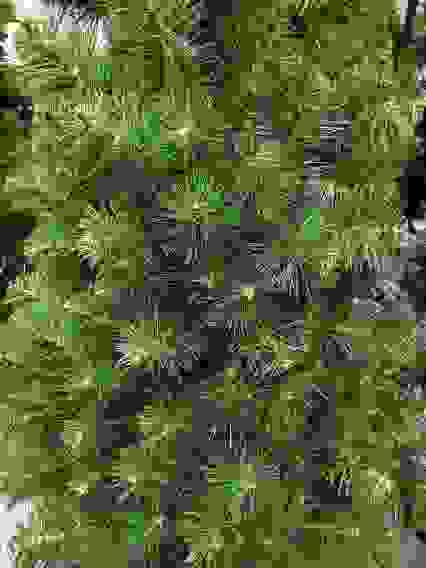 Елка искусственная "Премиум" - 180 (12 рядов, 430 веточек)