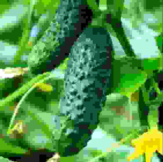 Семена огурец Бутуз корнишон F1 Авторские 10шт Гавриш