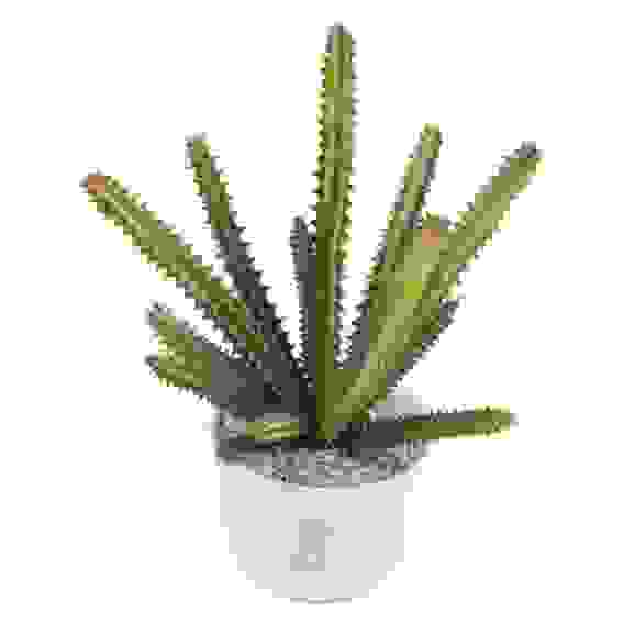 Горшок "Разновидность семейства суккулентовых" 19см