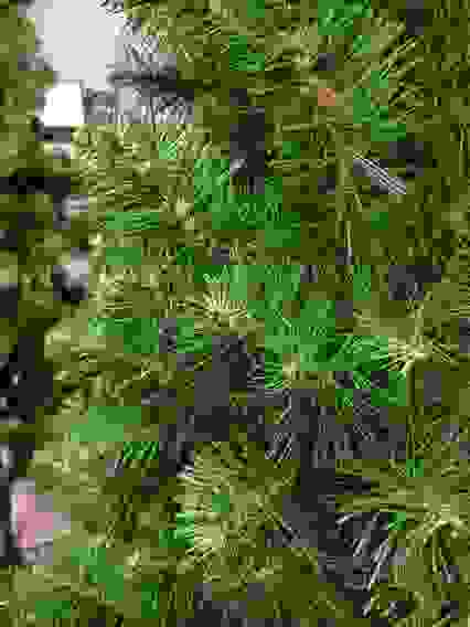 Елка искусственная &quot;Премиум&quot; - 240 (17 рядов, 640 веточек)