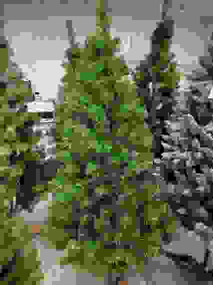 Елка искусственная &quot;Премиум&quot; - 240 (17 рядов, 640 веточек)