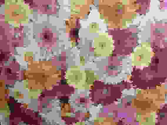 Клеенка столовая М010 140см