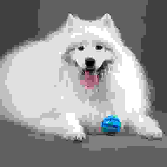 Жевательная игрушка для собак, мяч, 70 мм