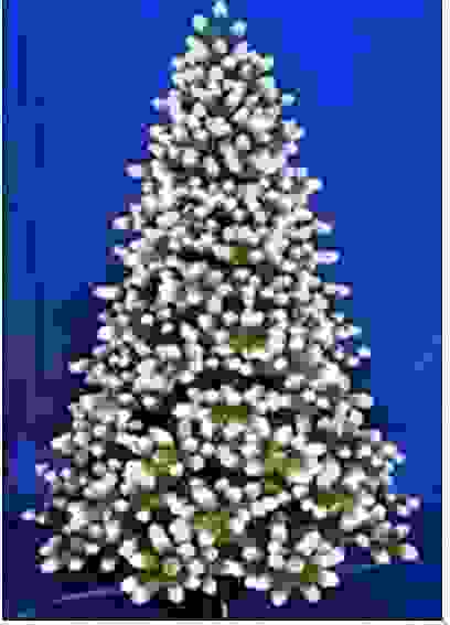 Пихта америк. шишки/ягоды h150 704вет. HJT01-150