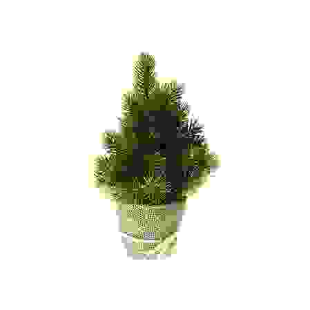 Ель декоративная в горшке, 30 см.Кол.веток 41 шт. (MBP(X)-053)