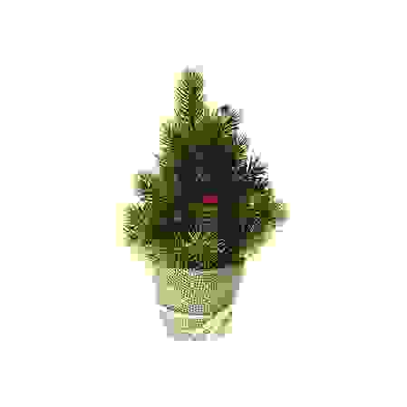 Ель декоративная с ягодами в горшке, 24 см.Кол.веток 28 шт. (MBP(X)-066)