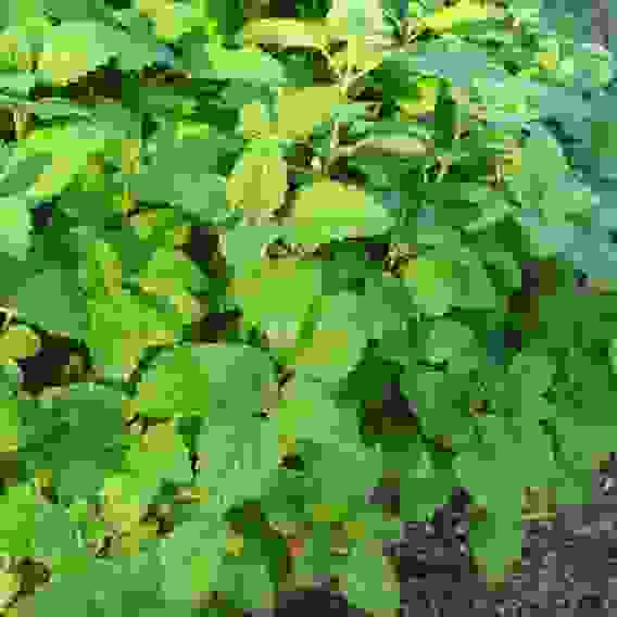 Семена мелиса лекарственная Лимонный аромат 0,1 г Тимирязевский питомник