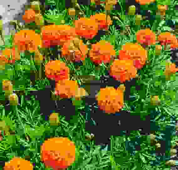 Семена Тимирязевский питомник цветы Бархатцы отклоненные махровые Петит оранжевые 0,3 г