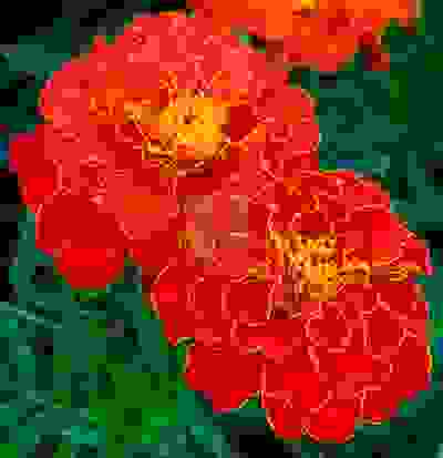 Семена Тимирязевский питомник цветы Бархатцы отклоненные махровые Ред черри 0,3 г