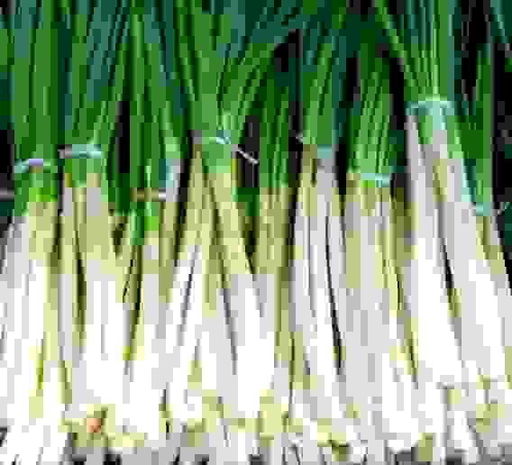 Семена лук порей Победитель 1г Тимирязевский питомник