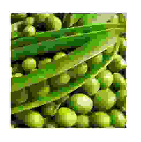 Семена горох овощной Сахарный 2 ранний 10г Тимирязевский питомник