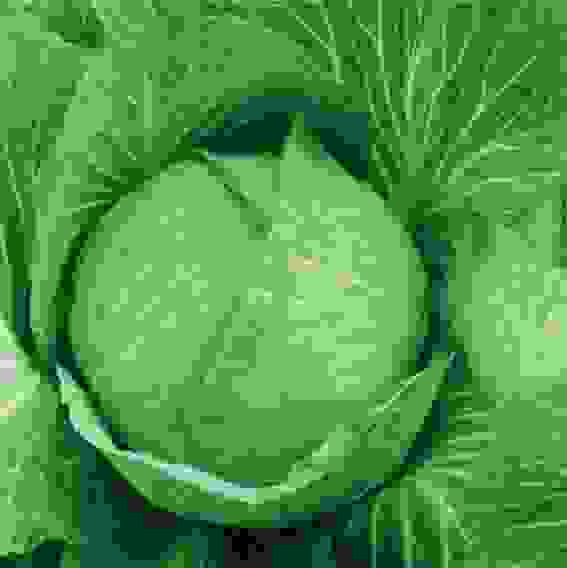 Семена капуста б/к Московская поздняя 15 0,5 г. Тимирязевский питомник