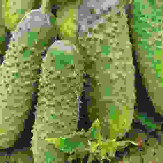 Семена огурец Мурашка F1 10 шт Тимирязевский питомник